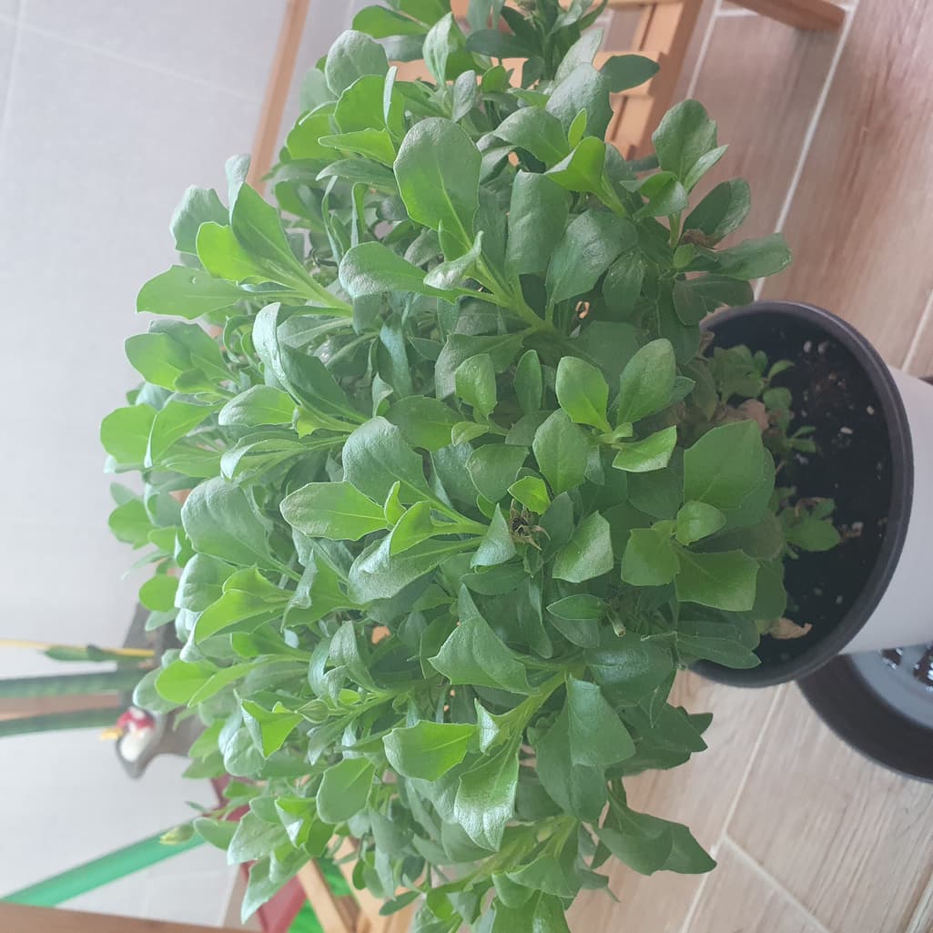 2번 째 사진