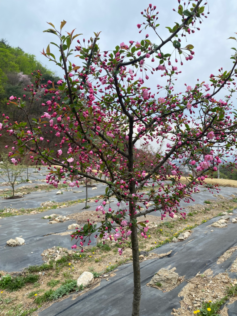 2번 째 사진