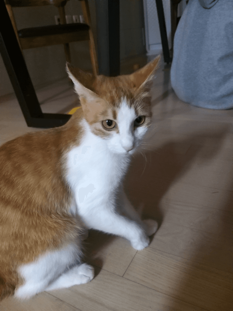 1번 째 사진