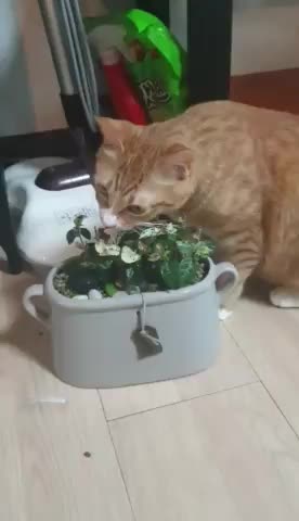 과감한상괭이156