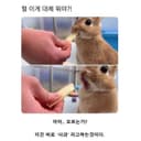 온화한친칠라128