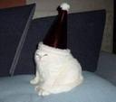 호탕한그늘나비218
