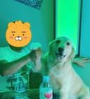 나른한오릭스266