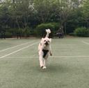 고결한문어271