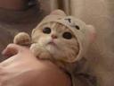 강한비단벌레156