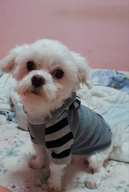 짙푸른라마카크28