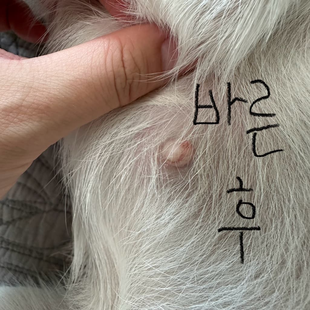 2번 째 사진