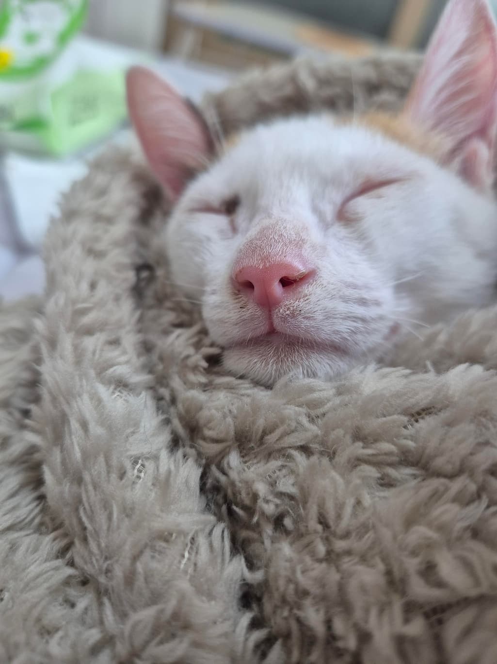 2번 째 사진