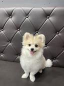 가끔욕심많은댕댕이