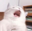 제제부부