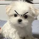 나는멍멀이