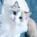 귀여운 냥냥이