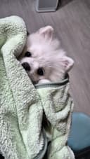 Yulin