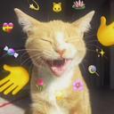 야옹야옹고양이