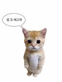 쀠쀠쀠