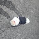 비니쑤