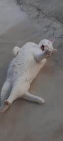 현명한태양새211