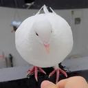 럭셔리한타조118