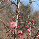 배부른레아4