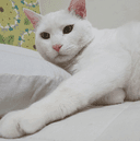 행운의후투티277