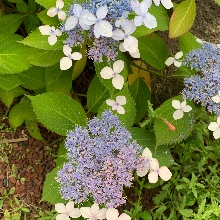 털털한쏙독새111