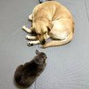 총명한아나콘다248