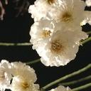 세심한천인조110