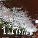 다부진개구리147