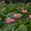 강력한딱따구리76