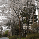 귀한멧새12