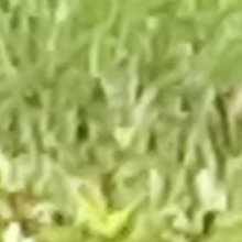 영리한페리카나66