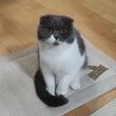 당찬허스키276