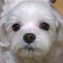 슬거운레오파드272