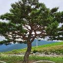 고독한파리239