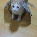 머쓱한바다사자83