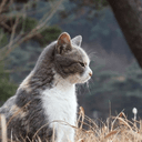 신기한반달곰238