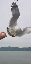 꽃다운파리286